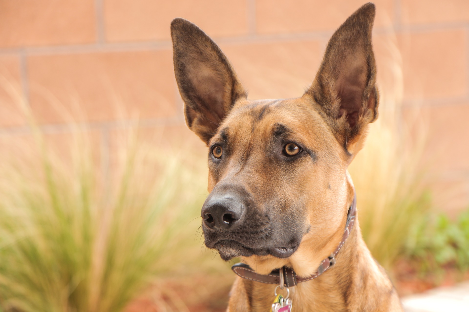 A malinois belga juhász